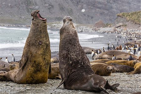 Southern elephant seal (Mirounga leonina) bulls fighting for territory for mating, Gold Harbour, South Georgia, UK Overseas Protectorate, Polar Regions Stock Photo - Premium Royalty-Free, Code: 6119-07734906