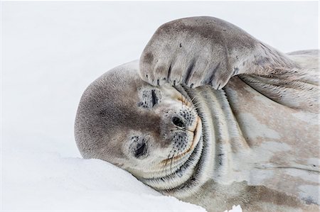 pinnipedia - Weddell seal (Leptonychotes weddellii) resting on ice at Half Moon Island, South Shetland Island Group, Antarctica, Polar Regions Stock Photo - Premium Royalty-Free, Code: 6119-07734933
