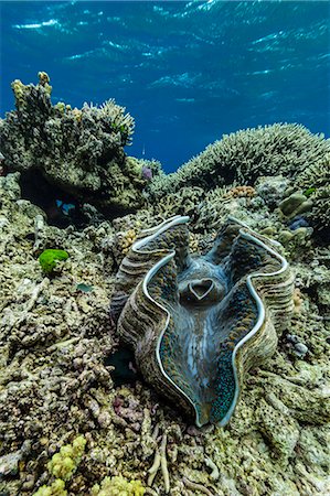 Underwater view of giant clam (Tridacna spp), Pixies Bommie, Great Barrier Reef, Queensland, Australia, Pacific Stock Photo - Premium Royalty-Free, Code: 6119-07845460