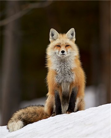 Red Fox (Vulpes vulpes) (Vulpes fulva) in the snow, Grand Teton National Park, Wyoming, United States of America, North America Photographie de stock - Premium Libres de Droits, Code: 6119-07845645