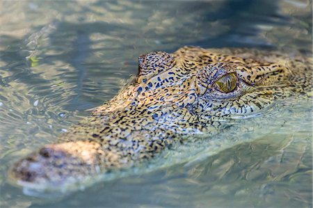Wild saltwater crocodile (Crocodylus porosus) head detail in porous creek on the Hunter River, Mitchell River National Park, Kimberley, Western Australia, Australia, Pacific Stock Photo - Premium Royalty-Free, Code: 6119-07943655
