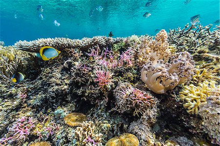 day time underwater - Hard and soft corals and reef fish underwater on Sebayur Island, Komodo Island National Park, Indonesia, Southeast Asia, Asia Stock Photo - Premium Royalty-Free, Code: 6119-07943611