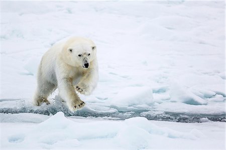 polar bear - Adult polar bear (Ursus maritimus) leaping across open lead in first year sea ice in Olga Strait, near Edgeoya, Svalbard, Arctic, Norway, Scandinavia, Europe Stock Photo - Premium Royalty-Free, Code: 6119-07943740