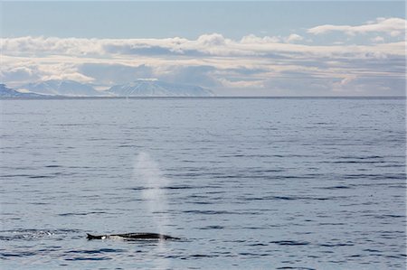 finback whale - Adult fin whale (Balaenoptera physalus) surfacing near Hornsund, Spitsbergen, Svalbard, Arctic, Norway, Scandinavia, Europe Stock Photo - Premium Royalty-Free, Code: 6119-07943706