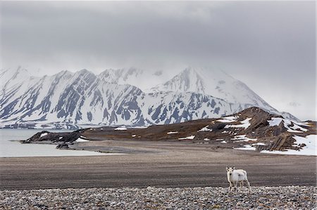 reindeer snow - Svalbard reindeer (Rangifer tarandus) on the tundra in Varsolbukta, Bellsund, Spitsbergen, Arctic, Norway, Scandinavia, Europe Stock Photo - Premium Royalty-Free, Code: 6119-07943723