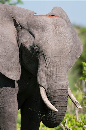 African elephant (Loxodonta africana), Chobe National Park, Botswana, Africa Foto de stock - Sin royalties Premium, Código: 6119-07943871