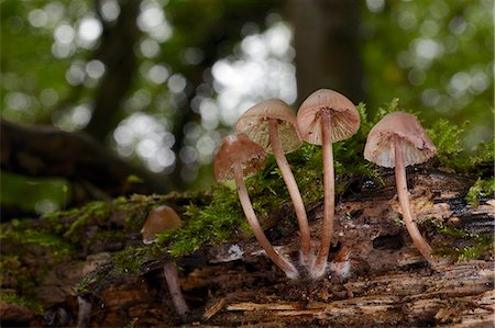 Bonnet mushrooms (Mycena sp.) growing from a rotting treestump in deciduous woodland, Gloucestershire, England, United Kingdom, Europe Stock Photo - Premium Royalty-Free, Code: 6119-07944098