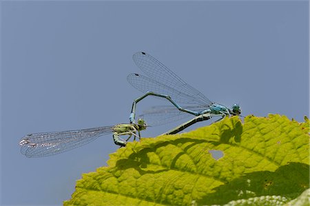 damselfly - Azure damselfly (Coenagrion puella) pair mating and casting shadow on a leaf, Wiltshire, England, United Kingdom, Europe Stock Photo - Premium Royalty-Free, Code: 6119-07944099