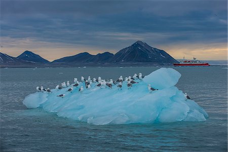 Kittiwakes sitting on a huge piece of glacier ice with an expedition boat in the background, Hornsund, Svalbard, Arctic, Norway, Scandinavia, Europe Photographie de stock - Premium Libres de Droits, Code: 6119-07968981