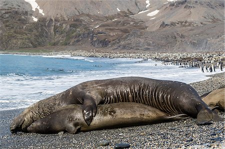 Southern elephant seals (Mirounga leonina) mating, St. Andrews Bay, South Georgia, Polar Regions Stock Photo - Premium Royalty-Free, Code: 6119-08081079