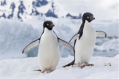 seabird - Adelie penguin (Pygoscelis adeliae) pair, at Brown Bluff, Antarctica, Southern Ocean, Polar Regions Stock Photo - Premium Royalty-Free, Code: 6119-08081096