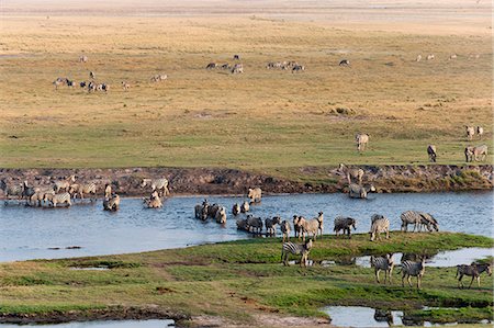 roaming - Burchell's zebras (Equus burchelli), Chobe National Park, Botswana, Africa Stock Photo - Premium Royalty-Free, Code: 6119-08081146