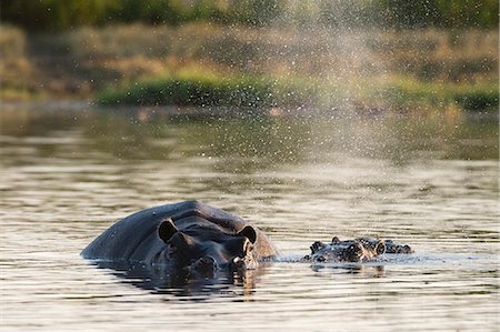 swimming (animals) - Hippopotamus (Hippopotamus amphibius), Khwai Concession, Okavango Delta, Botswana, Africa Stock Photo - Premium Royalty-Free, Code: 6119-08081149