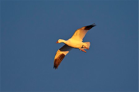 plumage - Snow goose (Chen caerulescens) in flight, Bosque del Apache National Wildlife Refuge, New Mexico, United States of America, North America Stock Photo - Premium Royalty-Free, Code: 6119-08170268