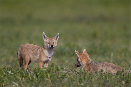 simsearch:6119-07452597,k - Serengeti jackal (golden jackal) (Canis aureus bea) pups, Ngorongoro Crater, Tanzania, East Africa, Africa Stock Photo - Premium Royalty-Free, Code: 6119-08170279
