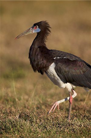 simsearch:841-07082375,k - Abdim's stork (Ciconia abdimii), Ngorongoro Crater, Tanzania, East Africa, Africa Photographie de stock - Premium Libres de Droits, Code: 6119-08170289
