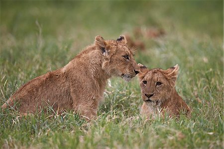 simsearch:6119-07452597,k - Lion (Panthera Leo) cubs, Ngorongoro Crater, Tanzania, East Africa, Africa Stock Photo - Premium Royalty-Free, Code: 6119-08170293