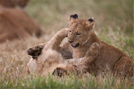 simsearch:6119-07452597,k - Lion (Panthera Leo) cubs playing, Ngorongoro Crater, Tanzania, East Africa, Africa Stock Photo - Premium Royalty-Free, Code: 6119-08170294