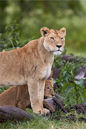 simsearch:6119-07452597,k - Lion (Panthera Leo) female and cub, Ngorongoro Crater, Tanzania, East Africa, Africa Stock Photo - Premium Royalty-Free, Code: 6119-08170303