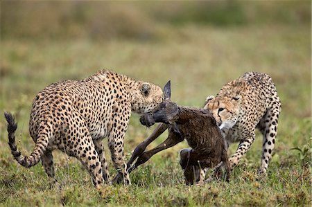 simsearch:6119-07452597,k - Two male cheetah (Acinonyx jubatus) killing a new born blue wildebeest (brindled gnu) (Connochaetes taurinus) calf, Ngorongoro Conservation Area, Serengeti, Tanzania, East Africa, Africa Stock Photo - Premium Royalty-Free, Code: 6119-08170306