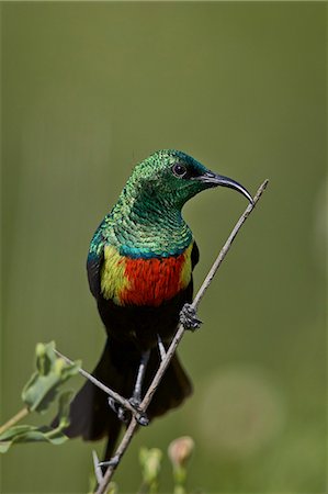 simsearch:841-07082375,k - Beautiful sunbird (Cinnyris pulchella), male, Ngorongoro Conservation Area, Serengeti, Tanzania, East Africa, Africa Photographie de stock - Premium Libres de Droits, Code: 6119-08170308