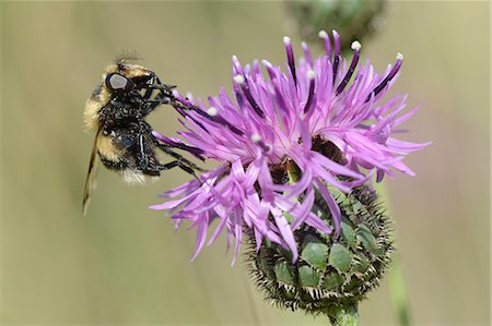 simsearch:841-06345488,k - Hoverfly (Volucella bombylans var. plumata) visiting a greater knapweed flower (Centaurea scabiosa) in a chalk grassland meadow, Wiltshire, England, United Kingdom, Europe Photographie de stock - Premium Libres de Droits, Code: 6119-08170332