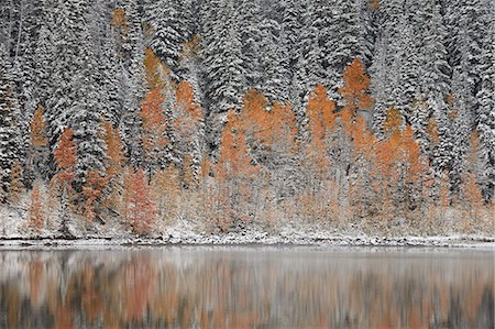 Orange aspens in the fall among evergreens covered with snow at a lake, Grand Mesa National Forest, Colorado, United States of America, North America Stock Photo - Premium Royalty-Free, Code: 6119-08126521