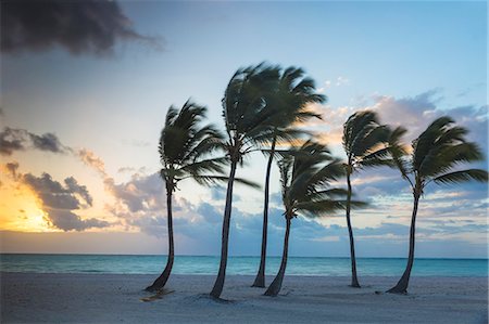 palm - Juanillo Beach, Cap Cana, Punta Cana, Dominican Republic, West Indies, Caribbean, Central America Stock Photo - Premium Royalty-Free, Code: 6119-08242762