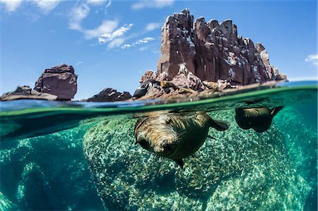 pinnipedia - California sea lions (Zalophus californianus), half above and half below at Los Islotes, Baja California Sur, Mexico, North America Photographie de stock - Premium Libres de Droits, Code: 6119-08242785