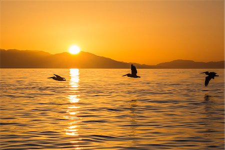 Brown pelicans (Pelecanus occidentalis) in flight formation at sunset near Isla Rasita, Baja California, Mexico, North America Stock Photo - Premium Royalty-Free, Code: 6119-08242801