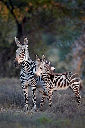 foal - Cape mountain zebra (Equus zebra zebra) mare and foal, Mountain Zebra National Park, South Africa, Africa Stock Photo - Premium Royalty-Free, Code: 6119-08242966