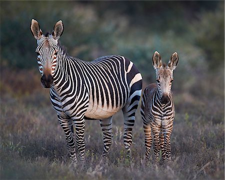 foal - Cape mountain zebra (Equus zebra zebra) mare and foal, Mountain Zebra National Park, South Africa, Africa Stock Photo - Premium Royalty-Free, Code: 6119-08242968