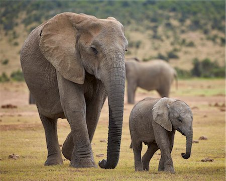 African elephant (Loxodonta africana) adult and baby, Addo Elephant National Park, South Africa, Africa Photographie de stock - Premium Libres de Droits, Code: 6119-08242990