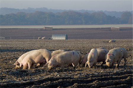 pig farm - Free range pig farming, Wiltshire, England, United Kingdom, Europe Stock Photo - Premium Royalty-Free, Code: 6119-08266551