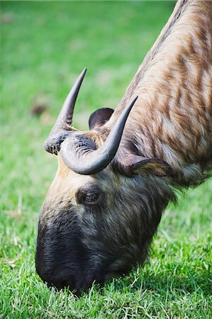 Takin, national animal of Bhutan, Motithang Takin Preserve, Thimphu, Bhutan, Asia Stock Photo - Premium Royalty-Free, Code: 6119-08267966