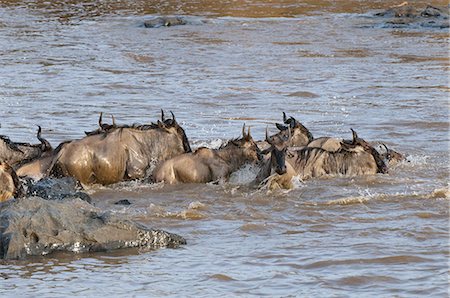 simsearch:841-03673537,k - Wildebeest crossing Mara River during annual migration, Masai Mara, Kenya, East Africa, Africa Photographie de stock - Premium Libres de Droits, Code: 6119-08268245