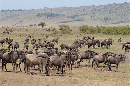simsearch:841-03673537,k - Wildebeest (Connochaetes taurinus), Masai Mara, Kenya, East Africa, Africa Photographie de stock - Premium Libres de Droits, Code: 6119-08268251