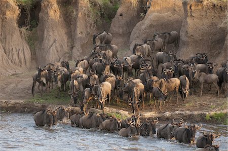 simsearch:841-03673537,k - Wildebeest crossing Mara River during annual migration, Masai Mara, Kenya, East Africa, Africa Photographie de stock - Premium Libres de Droits, Code: 6119-08268252