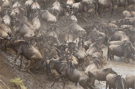 simsearch:841-03673537,k - Wildebeest (Connochaetes taurinus), Masai Mara, Kenya, East Africa, Africa Photographie de stock - Premium Libres de Droits, Code: 6119-08268257