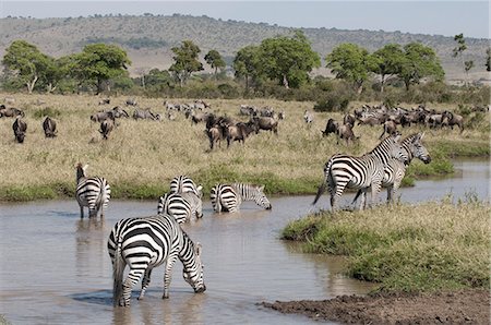 Zebra (Equus quagga), Masai Mara, Kenya, East Africa, Africa Stock Photo - Premium Royalty-Free, Code: 6119-08268255