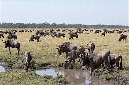 simsearch:841-03673537,k - Wildebeest (Connochaetes taurinus), Masai Mara, Kenya, East Africa, Africa Photographie de stock - Premium Libres de Droits, Code: 6119-08268256
