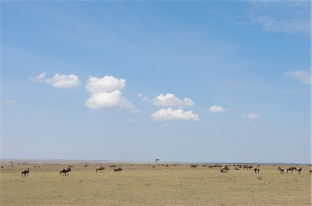 simsearch:841-03673537,k - Wildebeest (Connochaetes taurinus), Masai Mara, Kenya, East Africa, Africa Photographie de stock - Premium Libres de Droits, Code: 6119-08268262