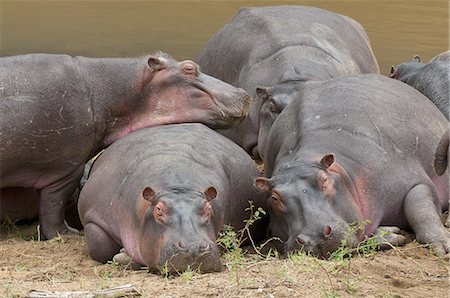 simsearch:841-03673537,k - Hippopotamus (Hippopotamus amphibius), Masai Mara, Kenya, East Africa, Africa Photographie de stock - Premium Libres de Droits, Code: 6119-08268270