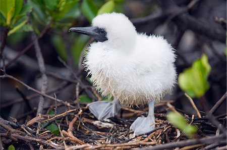 Red footed booby chick (Sula sula), Isla Genovesa, Galapagos Islands, UNESCO World Heritage Site, Ecuador, South America Stock Photo - Premium Royalty-Free, Code: 6119-08268208