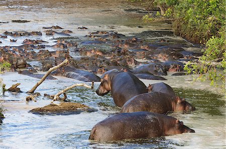 simsearch:841-03673537,k - Hippopotamus (Hippopotamus amphibius), Masai Mara, Kenya, East Africa, Africa Photographie de stock - Premium Libres de Droits, Code: 6119-08268235