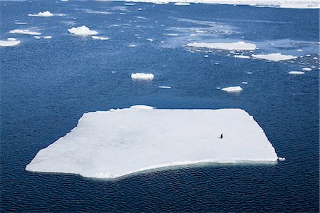 simsearch:693-03301867,k - Adelie penguin (Pygoscelis adeliae) on ice floe, Dumont d'Urville, Antarctica, Polar Regions Stock Photo - Premium Royalty-Free, Code: 6119-08268401