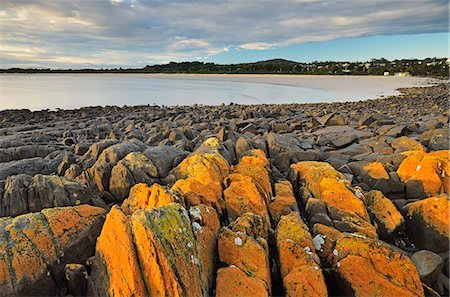 Lichen covered rocks, shore at Greens Beach, Tasmania, Australia, Pacific Stock Photo - Premium Royalty-Free, Code: 6119-08268677
