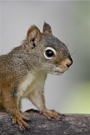 Red squirrel (spruce squirrel) (Tamiasciurus hudsonicus), Wasilla, Alaska, United States of America, North America Stock Photo - Premium Royalty-Free, Code: 6119-08268729