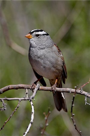 sparrow - White-crowned sparrow (Zonotrichia leucophrys), Chiricahuas, Coronado National Forest, Arizona, United States of America, North America Stock Photo - Premium Royalty-Free, Code: 6119-08268849