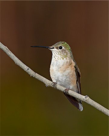 simsearch:841-03674388,k - Female broad-tailed hummingbird (Selasphorus platycercus) perched, Routt National Forest, Colorado, United States of America, North America Stock Photo - Premium Royalty-Free, Code: 6119-08268867